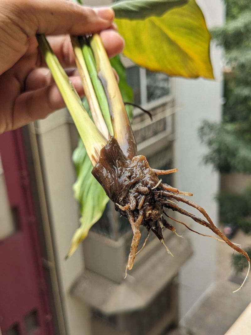 A Simple Rescue Plan For Soggy Roots A Simple Rescue Plan For Soggy Roots