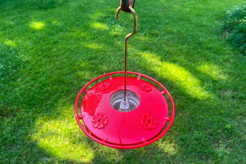 A Single Feeder In Plain Sight Invites Fights