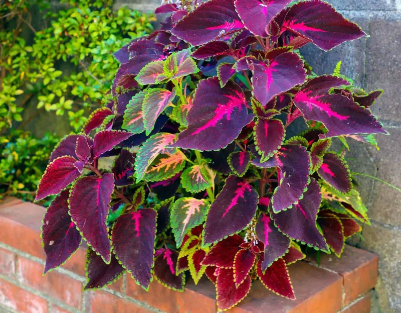 A Single Frosty Night Can Wipe Out This Summer's Color A Single Frosty Night Can Wipe Out This Summer's Color
