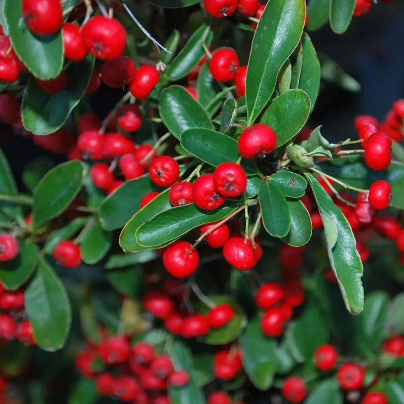 A Single Loaded Holly Or Pyracantha Can Become Prized Turf