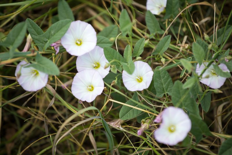A Single Plant Spreads Ten Feet In A Season A Single Plant Spreads Ten Feet In A Season