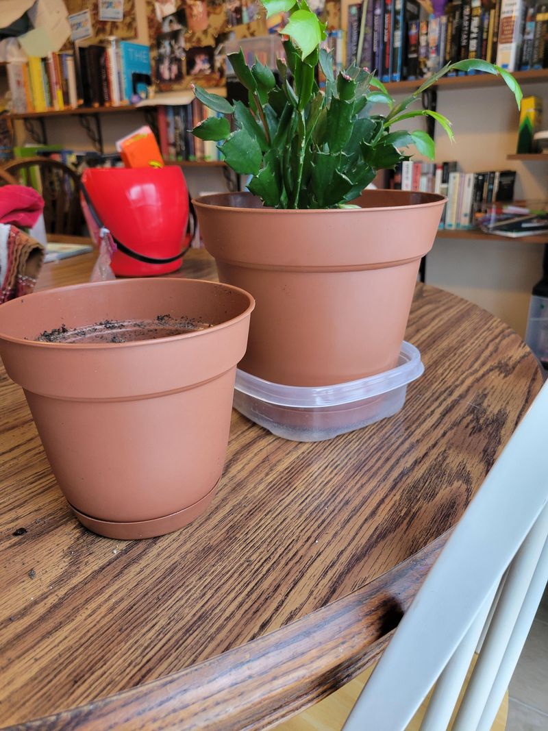 A Slightly Bigger Pot Is All It Needs A Slightly Bigger Pot Is All It Needs