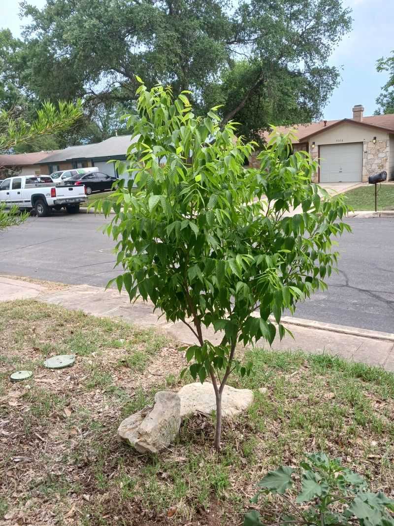 A Small Native Tree Named Mexican Buckeye