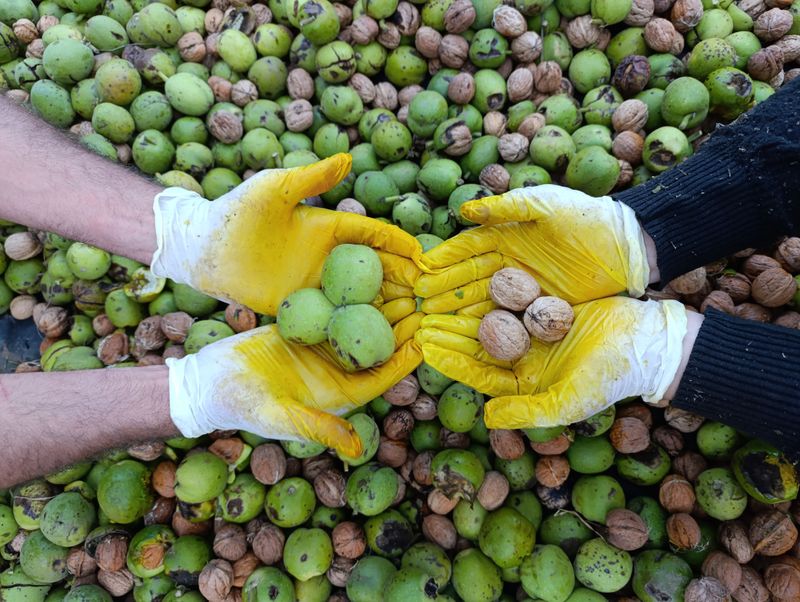 A Smart Cleanup Plan For Fallen Walnuts A Smart Cleanup Plan For Fallen Walnuts