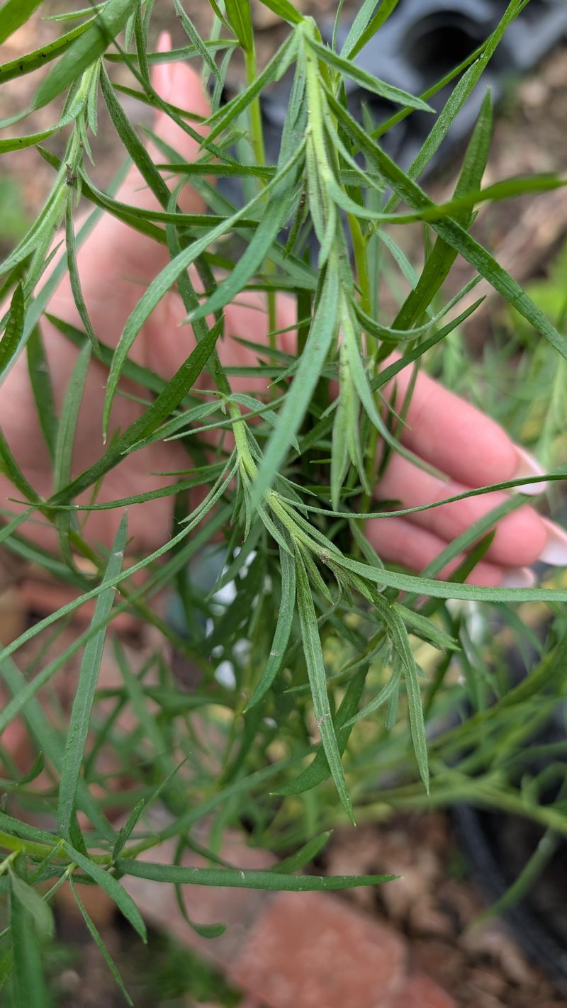 A Smart Harvest For Bigger Flavor
