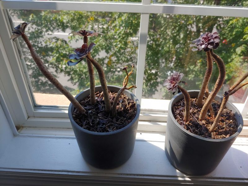 A Smart Watering Rhythm For Fall