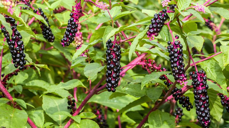 A Smart Yard Plan For Next Spring