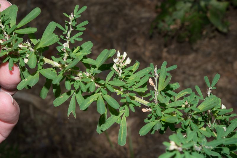 A Smarter Herbicide Calendar