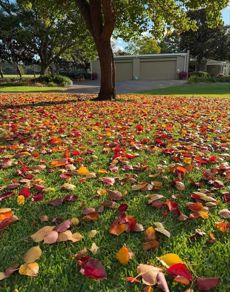 A Smarter Leaf Plan For Next Autumn A Smarter Leaf Plan For Next Autumn