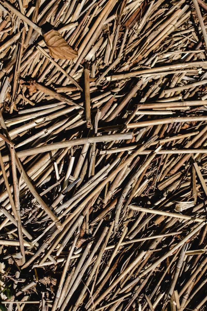 A Smarter Way To Trim Old Stems