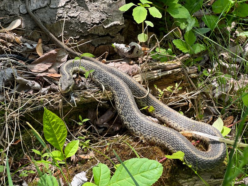 A Snake In Your Mulch Can Mean Your Garden Is Thriving