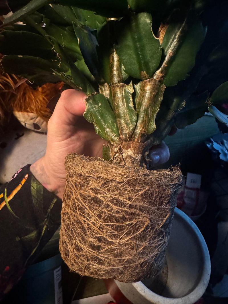 A Snug Pot Actually Helps It Bloom A Snug Pot Actually Helps It Bloom