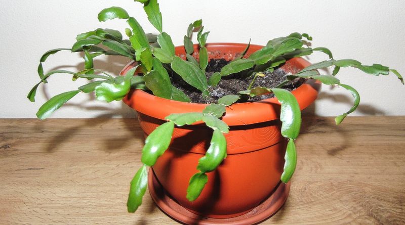 A Snug Pot Is Actually A Good Thing