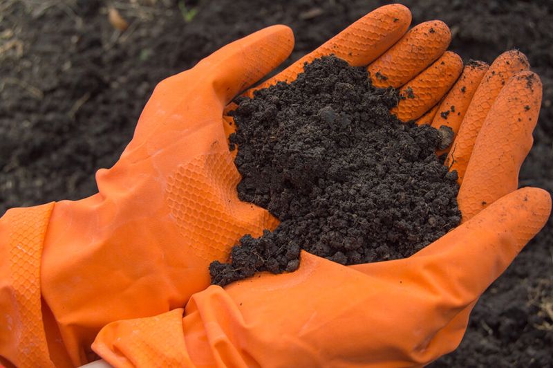 A Soil Test And Lime If Needed A Soil Test And Lime If Needed