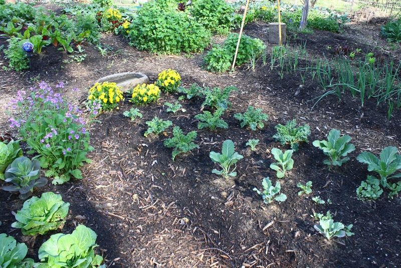 A Soil Test And Lime If Needed