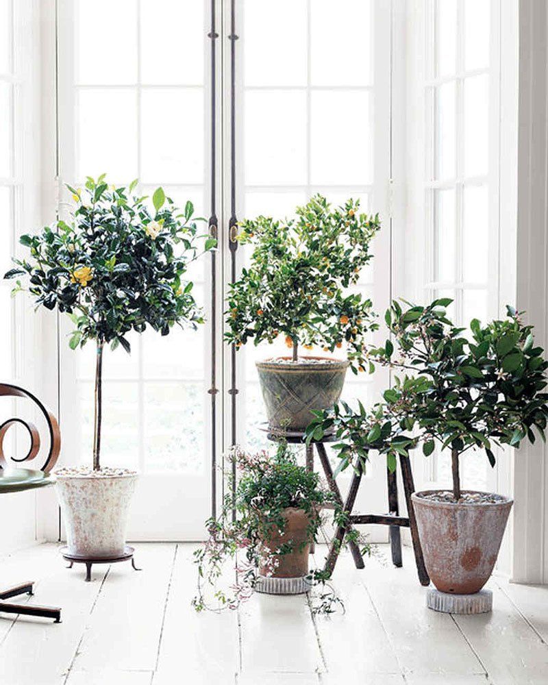 A South-Facing Window Works Best