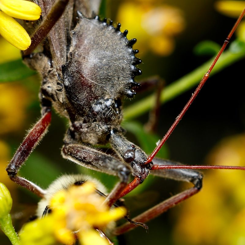 A Spiky "Gear" On Its Back Gives It Away A Spiky "Gear" On Its Back Gives It Away