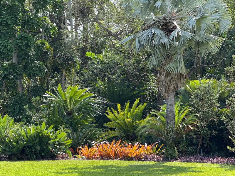 A Spiny Forest From Madagascar Hides in Coral Gables