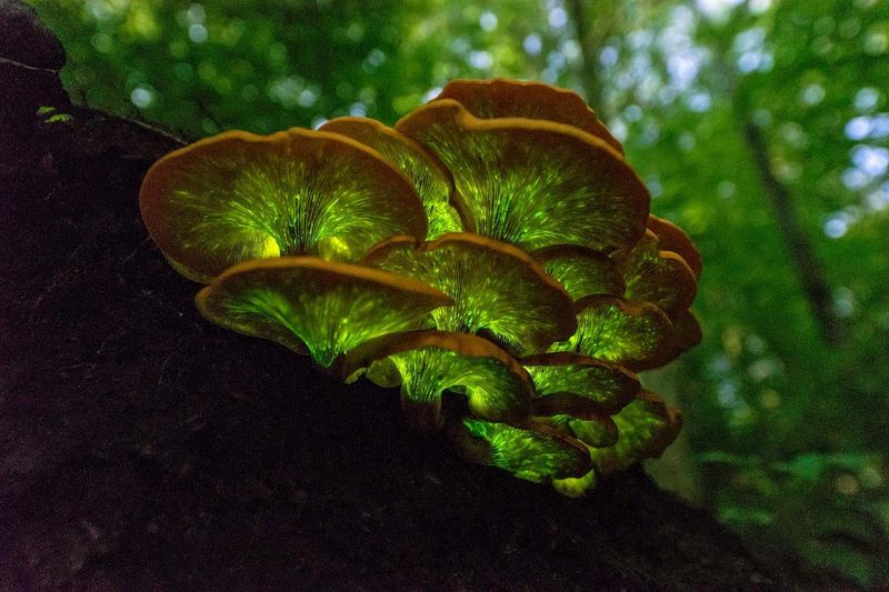 A Spooky Green Glow After Dark A Spooky Green Glow After Dark