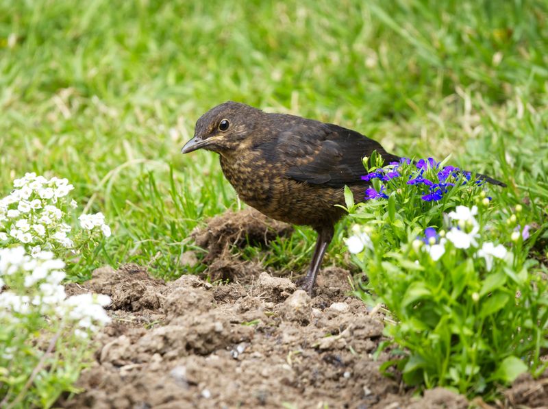 A Spring Payoff Of Wings, Birds, And Richer Soil