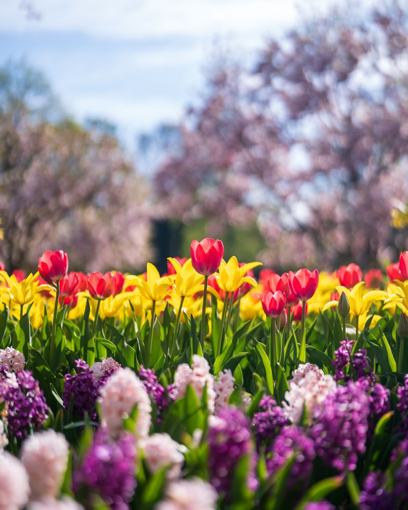 A Spring Payoff That Can Repeat Each Year A Spring Payoff That Can Repeat Each Year