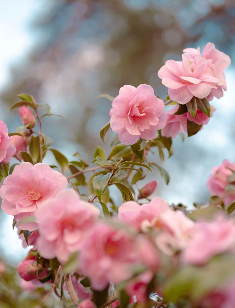 A Spring Payoff Worth The Wait A Spring Payoff Worth The Wait