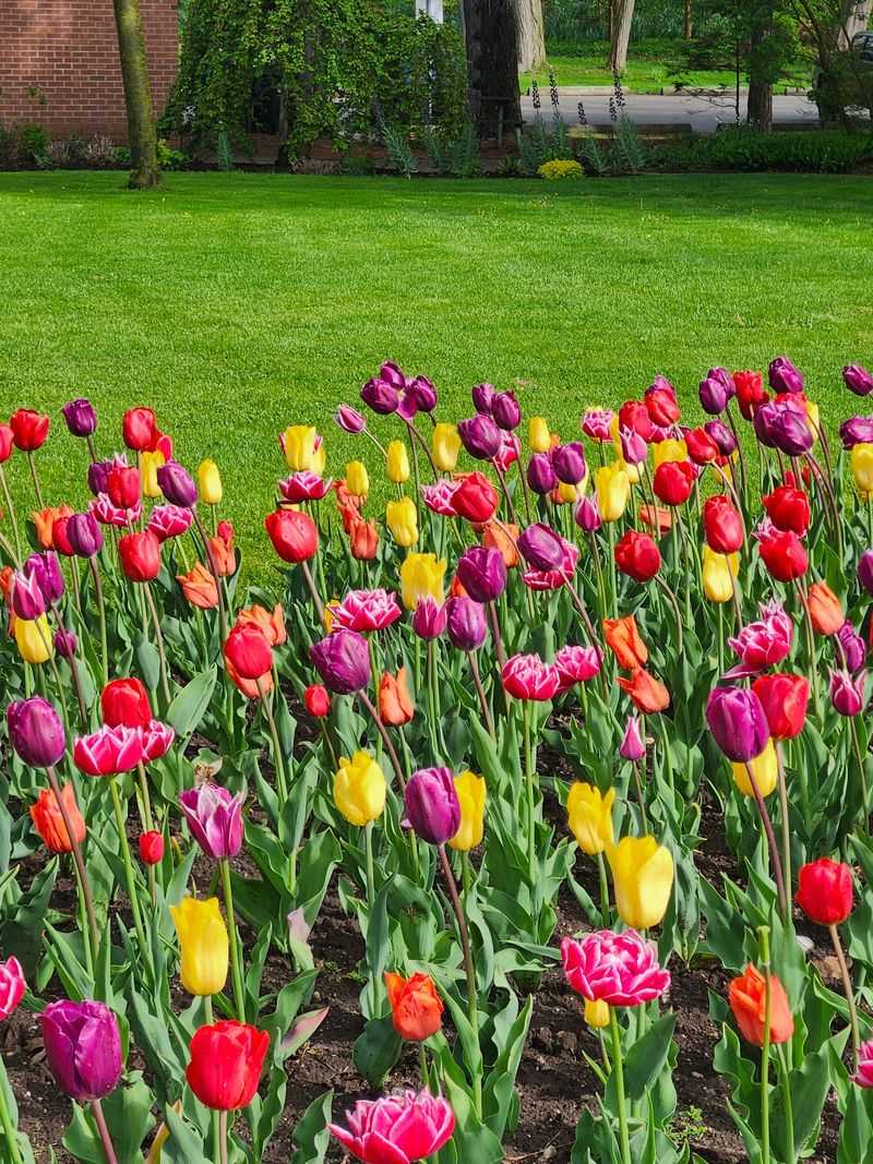 A Spring Yard Bursting With Color