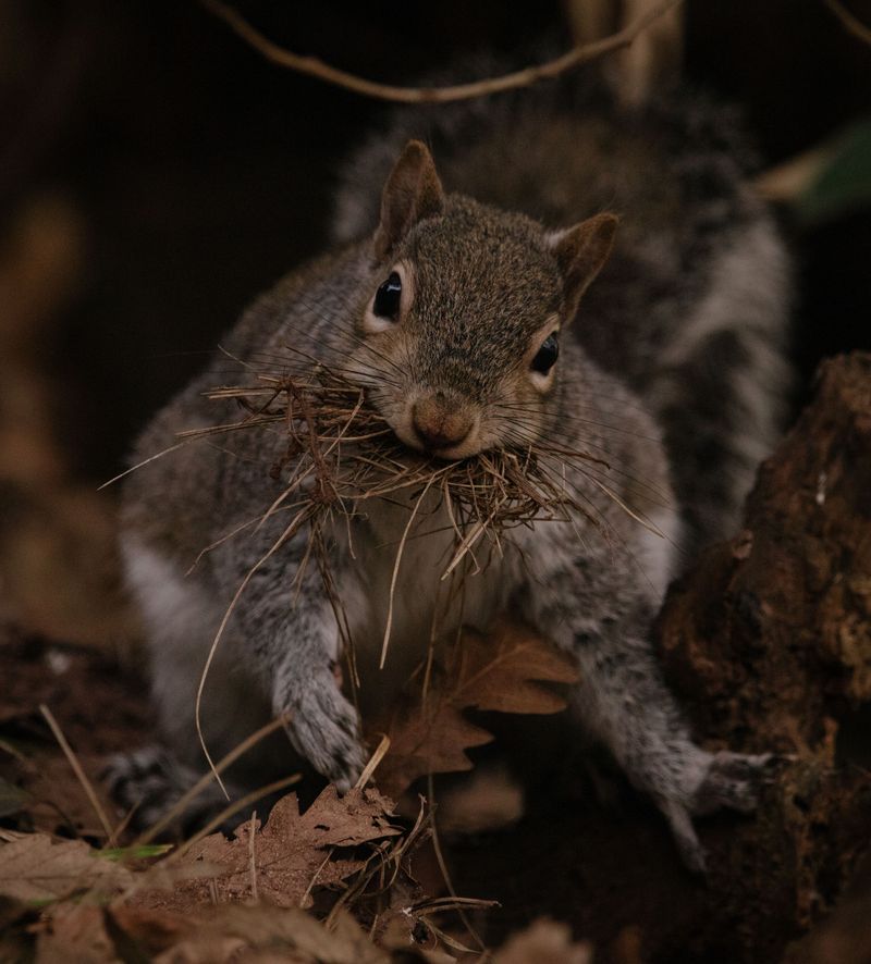 A Squirrel Drey Built For Cozy Living
