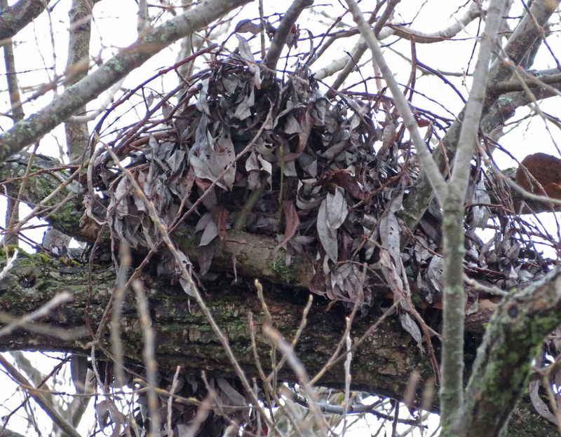 A Squirrel Drey Built From Leaves And Twigs A Squirrel Drey Built From Leaves And Twigs