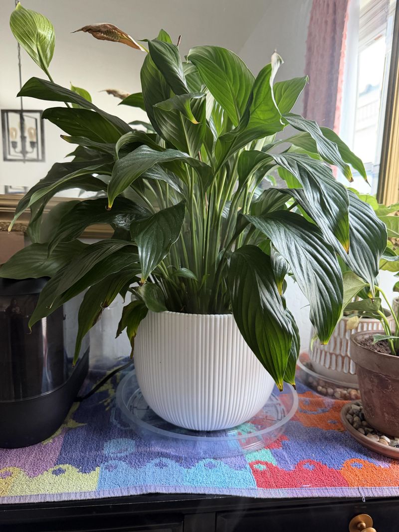 A Steady Routine Keeps Leaves Upright Until Spring