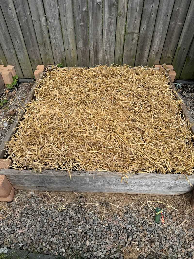A Straw Mulch Blanket Protects Over Winter A Straw Mulch Blanket Protects Over Winter