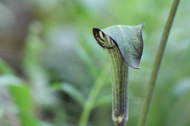 A Striking Woodland Native A Striking Woodland Native