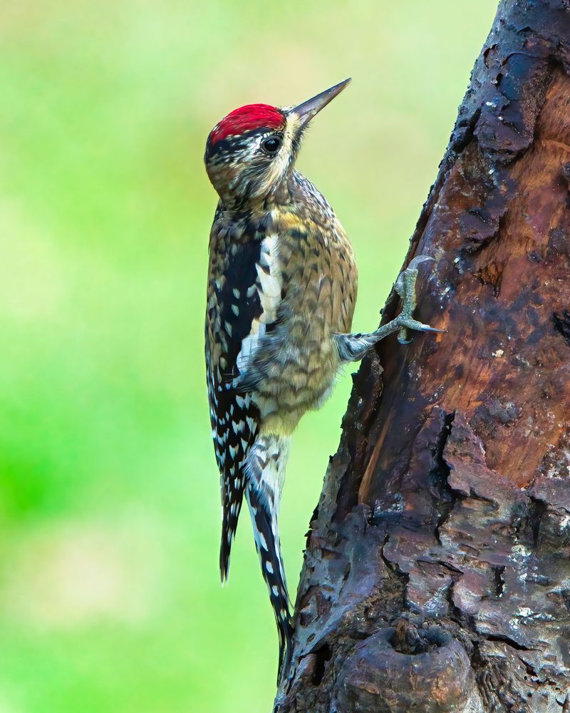 A Striped Woodpecker Called The Yellow-Bellied Sapsucker