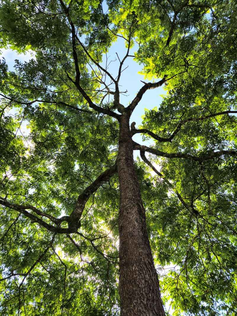 A Strong Pecan Tree Shrugs Off Most Backyard Oddities