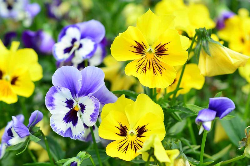 A Sudden Warm Spell Can Make Pansies Wilt