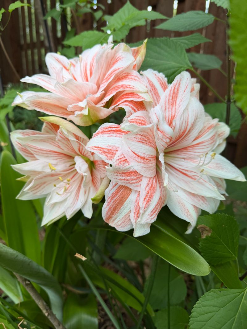 A Summer Outdoors Recharges Your Amaryllis For Next December