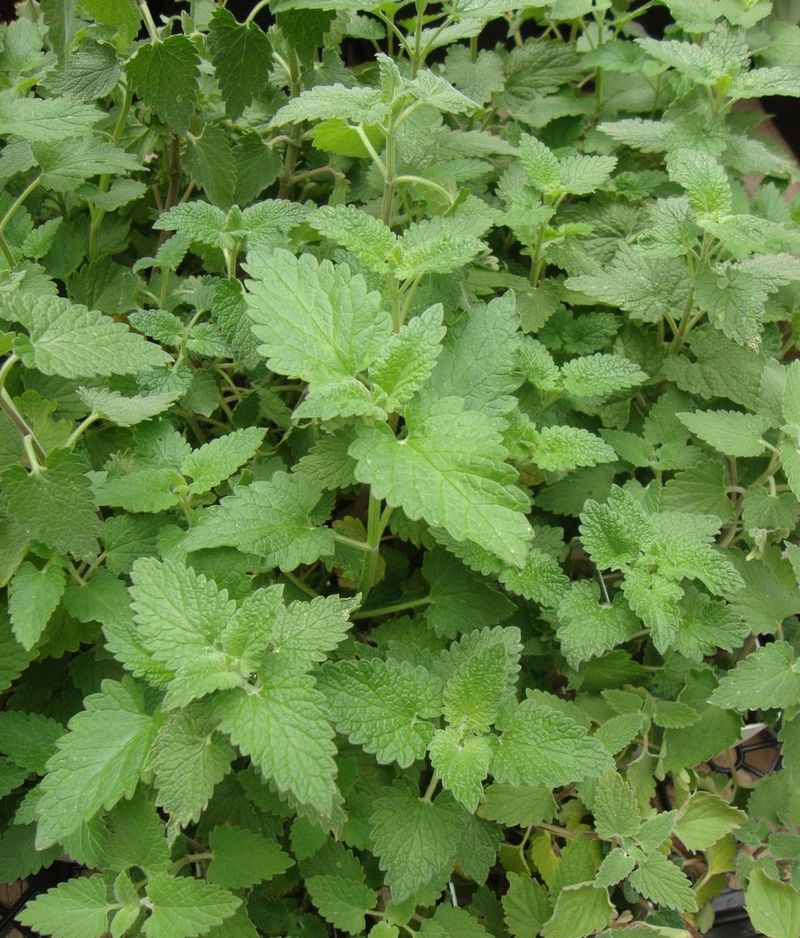 A Sunny Porch Gives Potted Catnip Room To Thrive