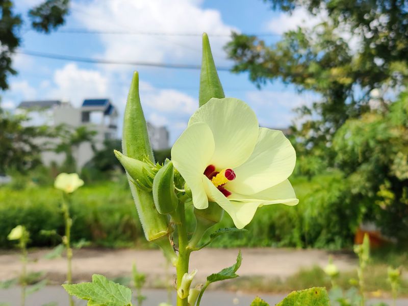 A Sunny, Sheltered Okra Bed Pays Off Every Fall