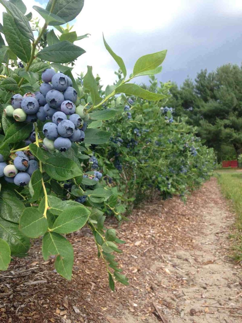 A Sunny Spot And Wide Spacing Help Blueberry Shrubs Thrive