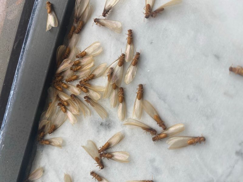 A Swarm Means A Mature Colony Is Nearby