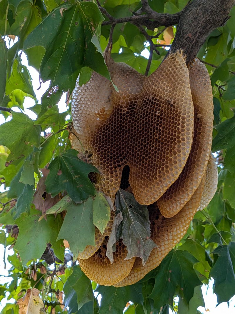 A Swarm That Settled On A Branch Rather Than Inside A Hollow A Swarm That Settled On A Branch Rather Than Inside A Hollow