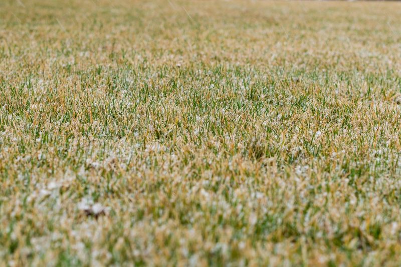 A Tan Lawn After Frost Is A Normal Part Of Dormancy A Tan Lawn After Frost Is A Normal Part Of Dormancy