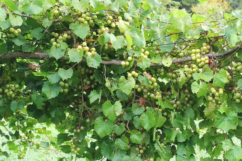 A Tangled Vine After Harvest Is Tempting To Tackle Right Away A Tangled Vine After Harvest Is Tempting To Tackle Right Away