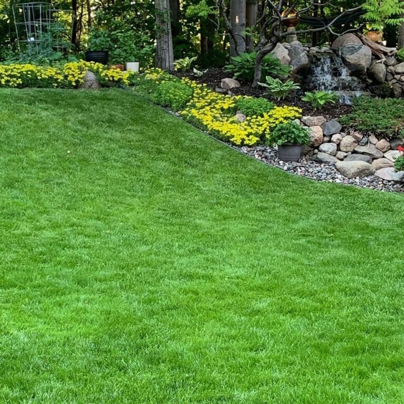 A Thick Healthy Lawn That Keeps Moss Away