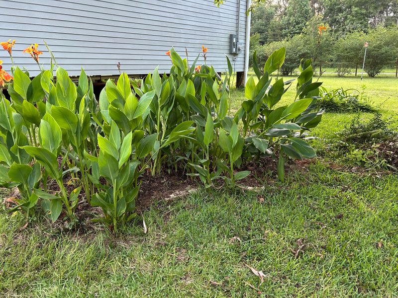 A Thick Layer Of Mulch Helps Insulate Rhizomes From Winter Cold A Thick Layer Of Mulch Helps Insulate Rhizomes From Winter Cold