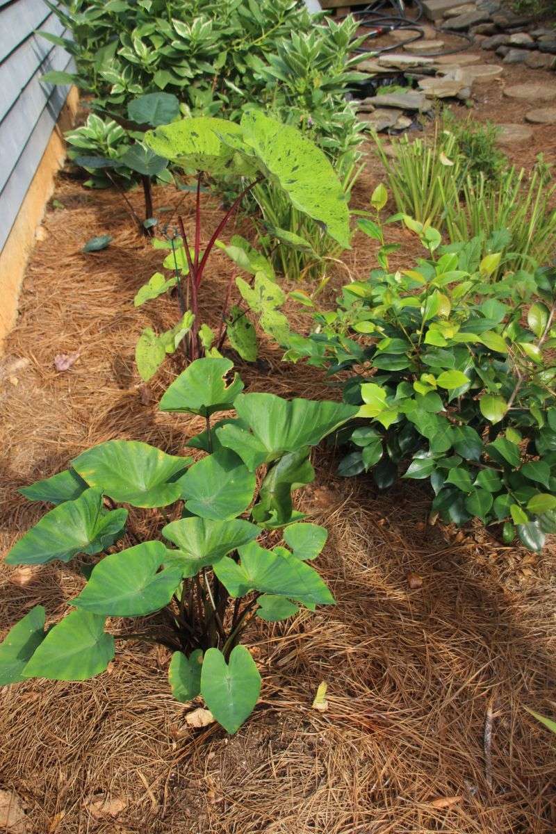 A Thick Layer Of Mulch Helps Protect Tubers From Winter Cold