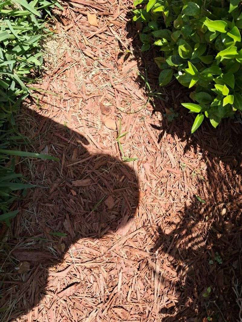 A Thick Layer Of Mulch Keeps It Out Of Beds A Thick Layer Of Mulch Keeps It Out Of Beds