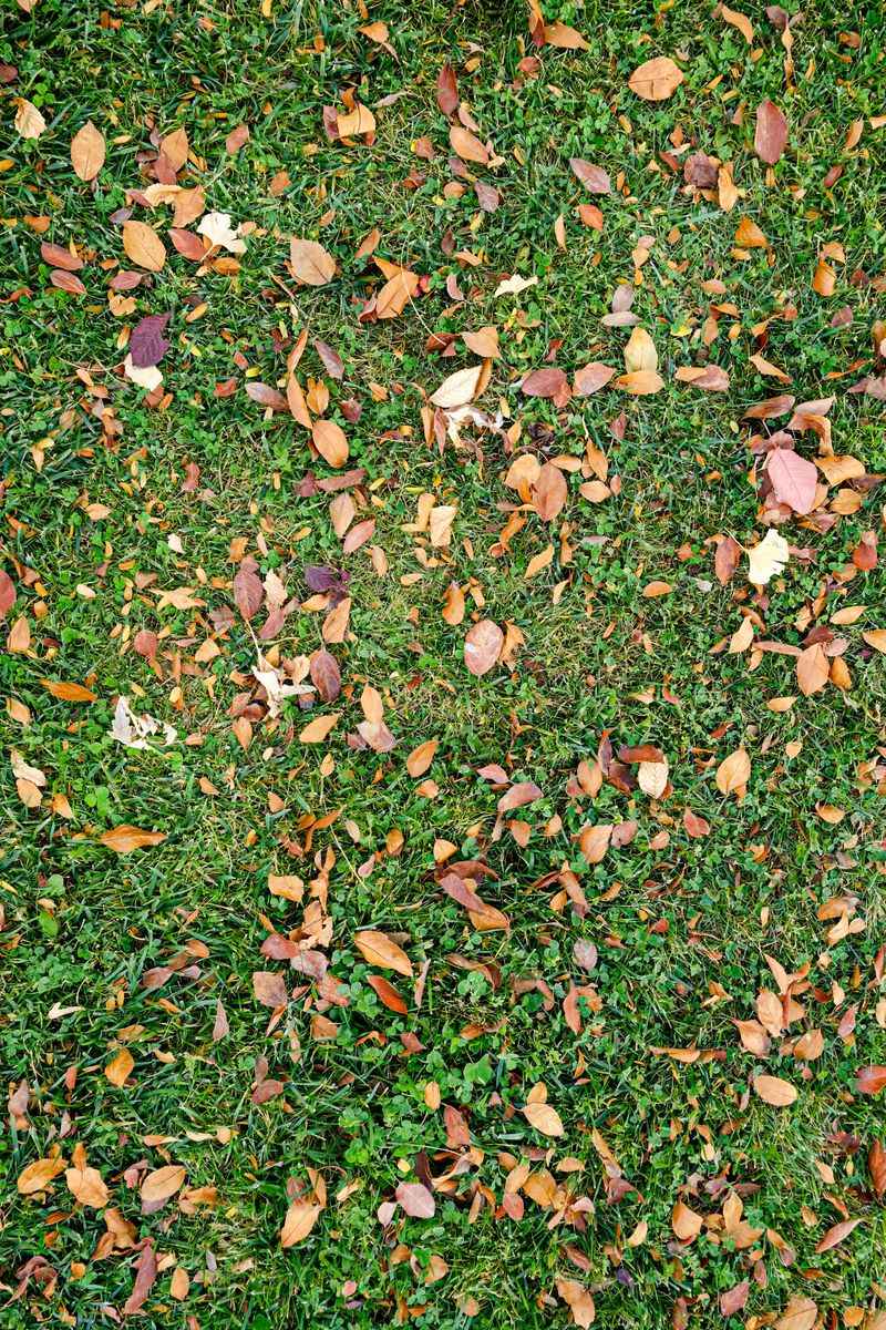 A Thin Layer Of Chopped Leaves Sets Up A Greener Spring Lawn A Thin Layer Of Chopped Leaves Sets Up A Greener Spring Lawn