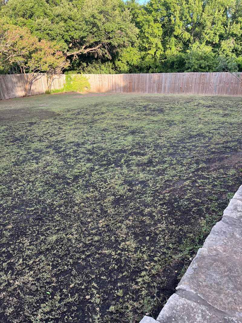 A Thin Layer Of Compost Or Topsoil Covers Seed