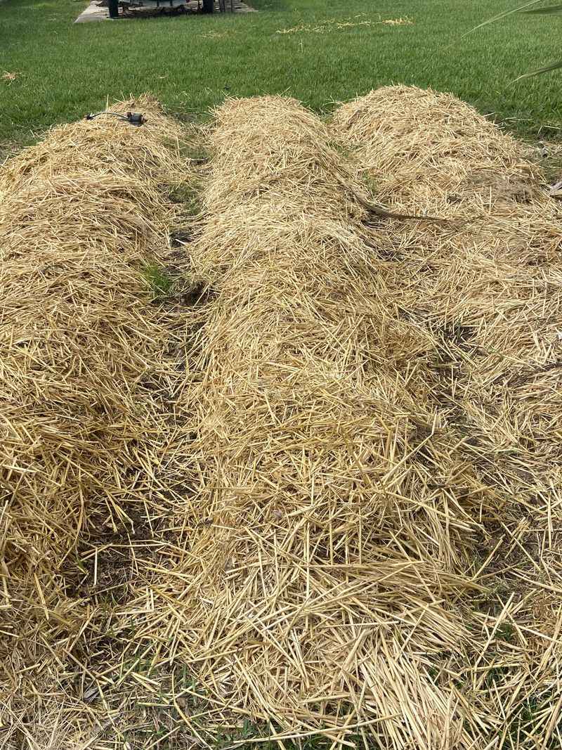 A Thin Straw Layer Deters Birds A Thin Straw Layer Deters Birds